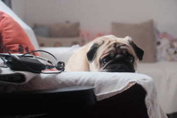 Ansiedad en perros formas efectivas de controlarla