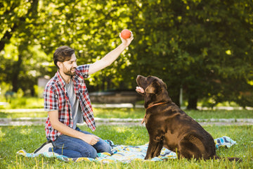 Juegos para perros fáciles y divertidos en cualquier lugar