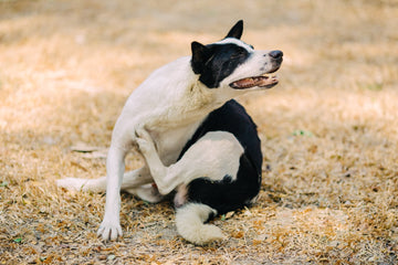Dermatitis en perros: Cómo identificarla y ofrecerle alivio