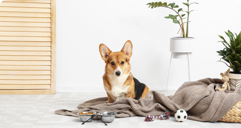 5 ejercicios y Actividades para Mantener a tu Perro en Forma