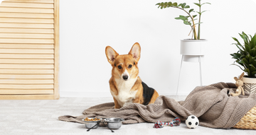 5 ejercicios y Actividades para Mantener a tu Perro en Forma