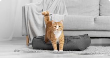6 Recomendaciones de Oro para cuidar de tu mascota