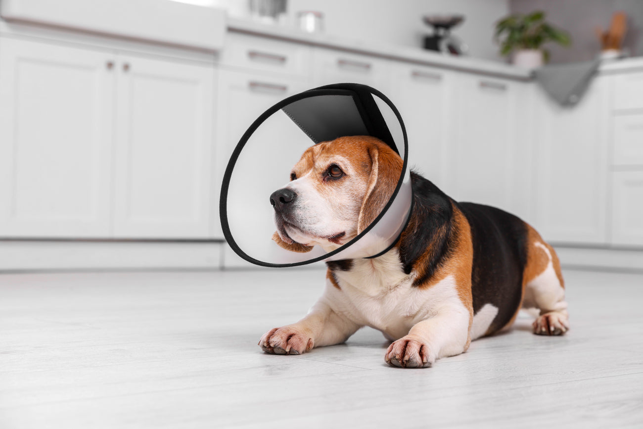 Collar isabelino: qué es, para qué sirve y cómo elegir el adecuado