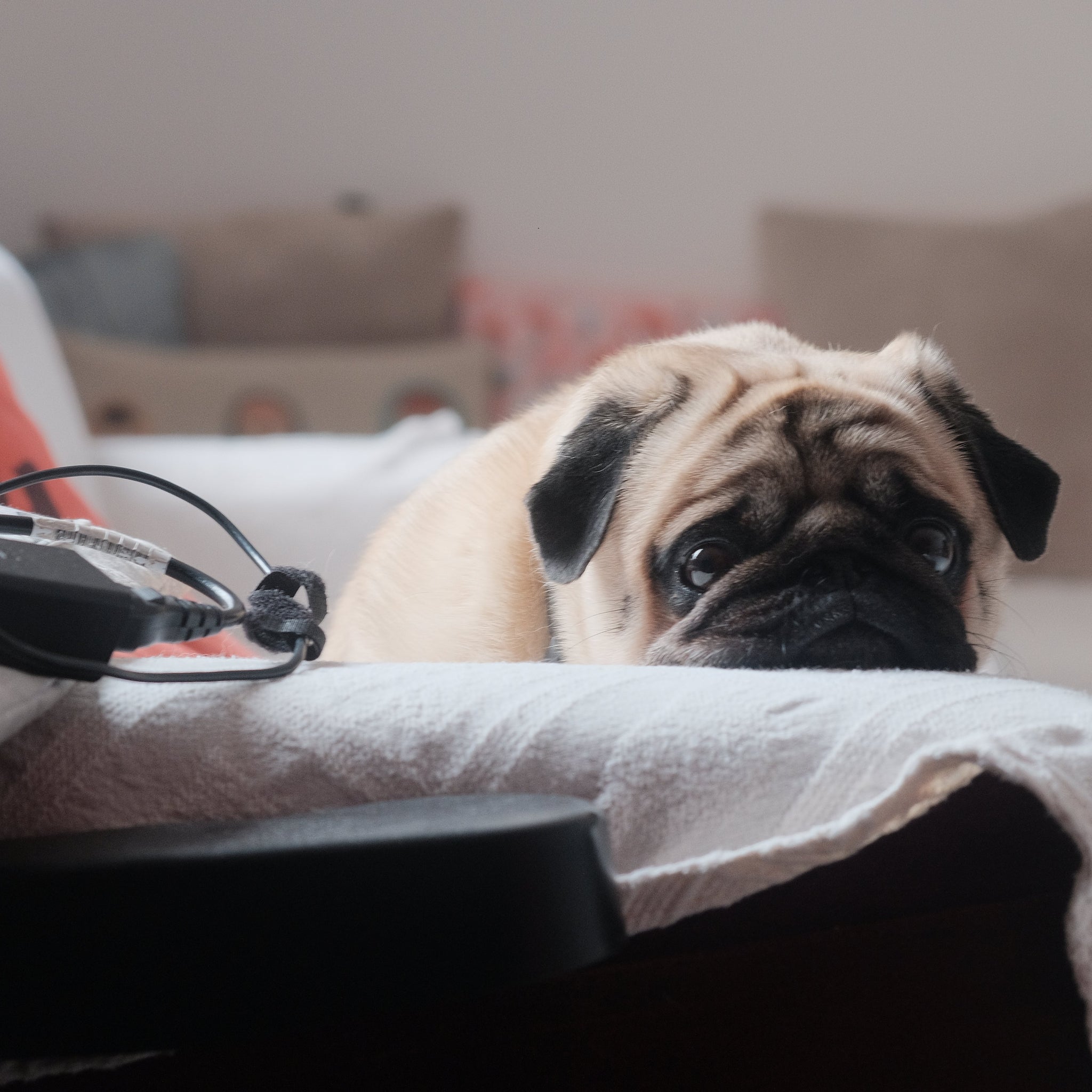 Ansiedad en perros formas efectivas de controlarla