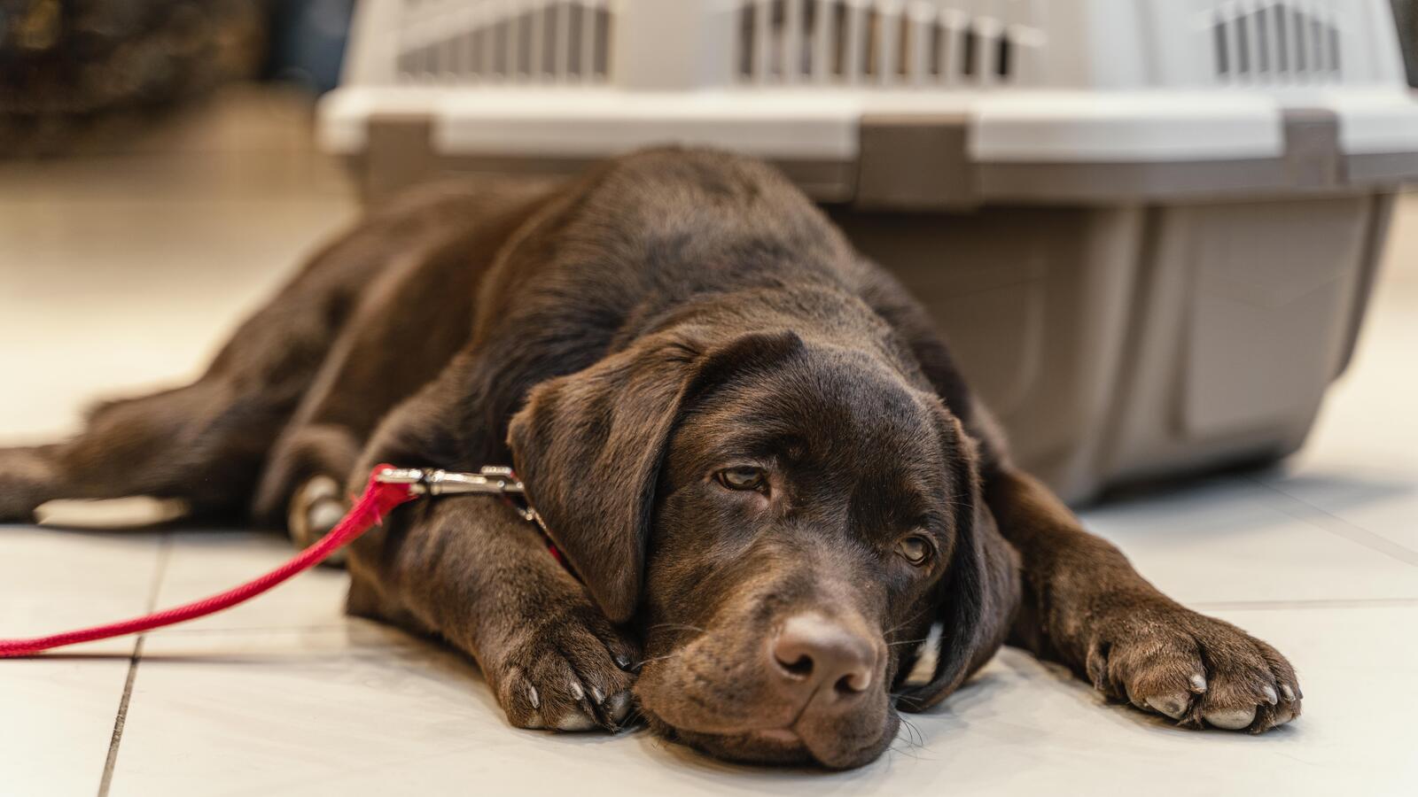 Leishmaniasis en perros: todo lo que necesitas saber para cuidarlos