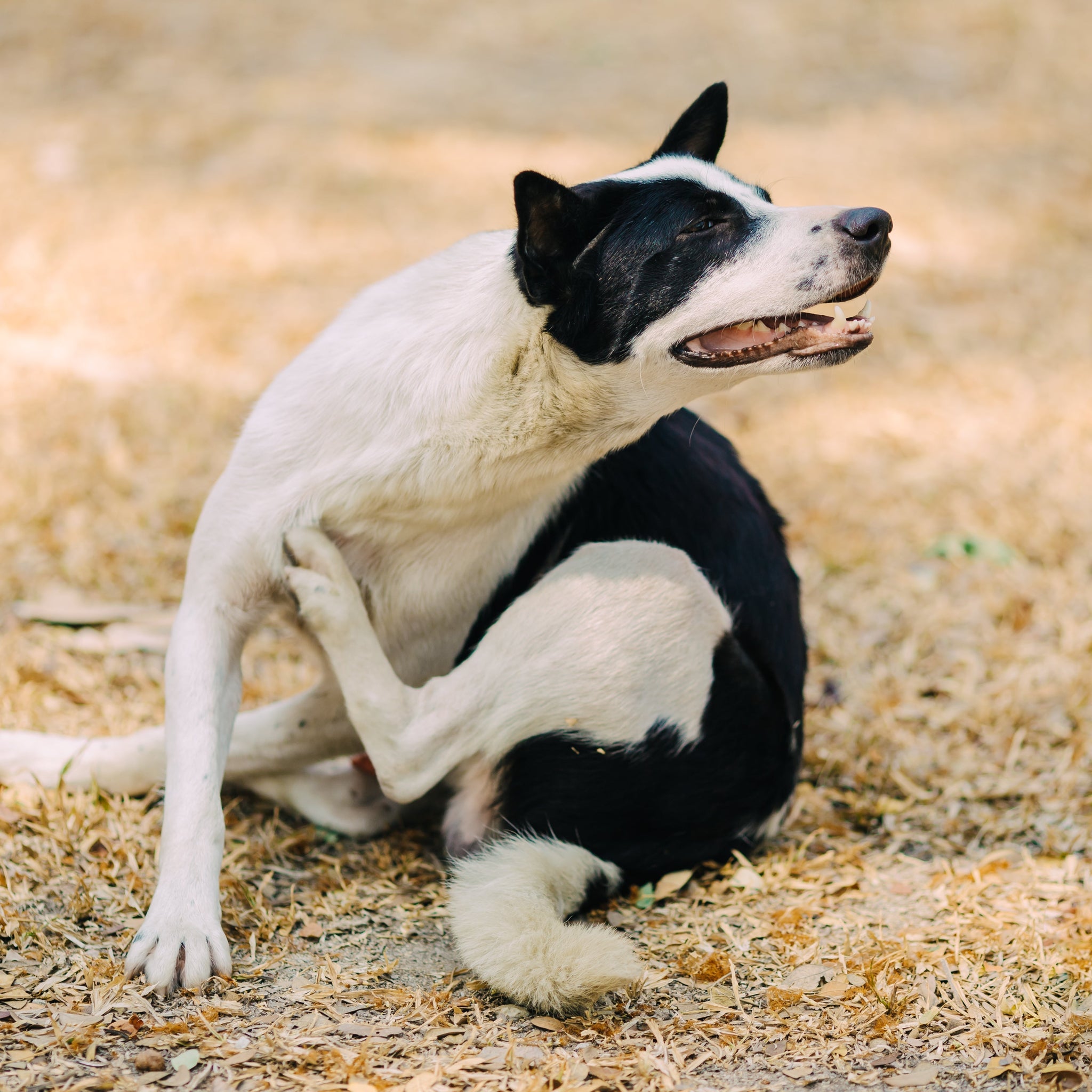 Dermatitis en perros: Cómo identificarla y ofrecerle alivio
