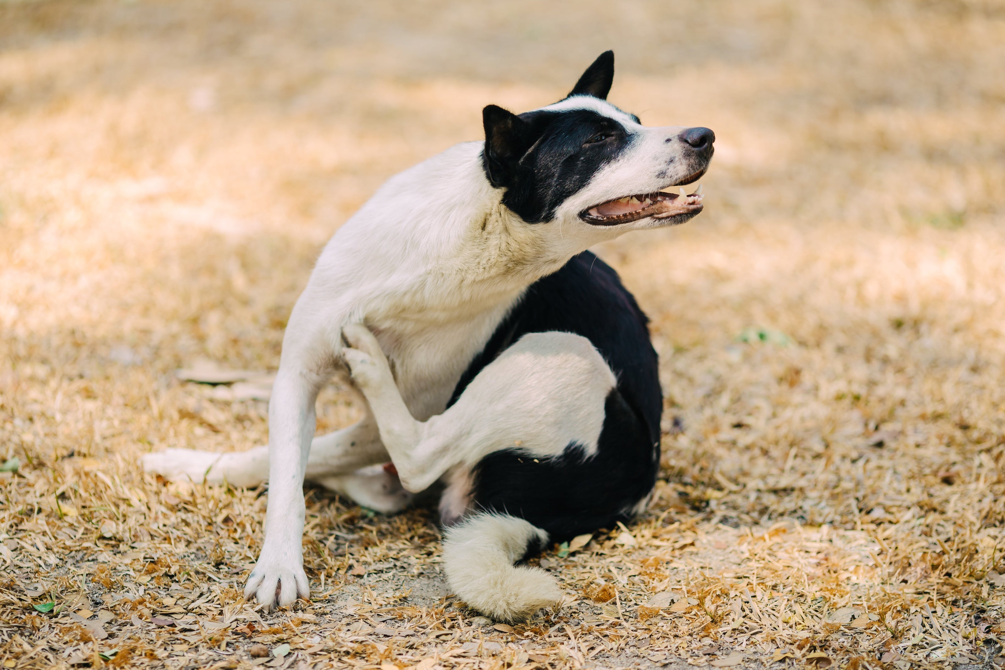 Dermatitis en perros: Cómo identificarla y ofrecerle alivio